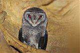 Sooty Owl